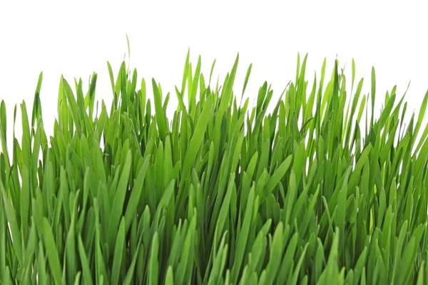 Geïsoleerd groen gras op witte achtergrond — Stockfoto