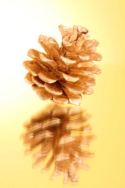 黄色の背景上のモミの木の円錐形の松 — ストック写真