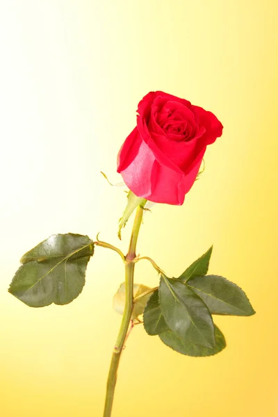 Red rose closeup on yellow background — Stock Photo, Image