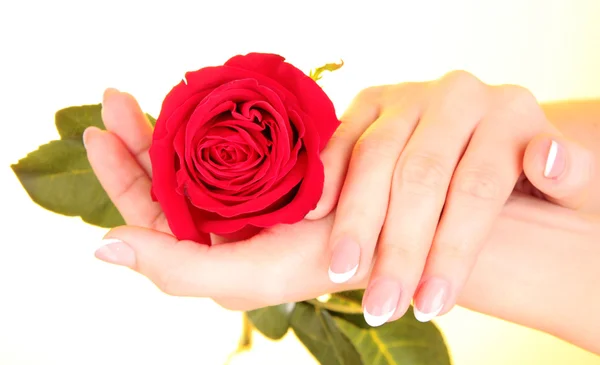 Mãos de mulher com manicure francês segurando rosa vermelha — Fotografia de Stock