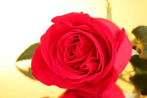 Κόκκινο τριαντάφυλλο closeup σε κίτρινο φόντο — Φωτογραφία Αρχείου