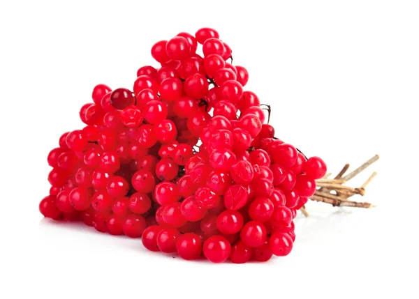 เบอร์รี่สีแดงของ viburnum แยกบนสีขาว — ภาพถ่ายสต็อก