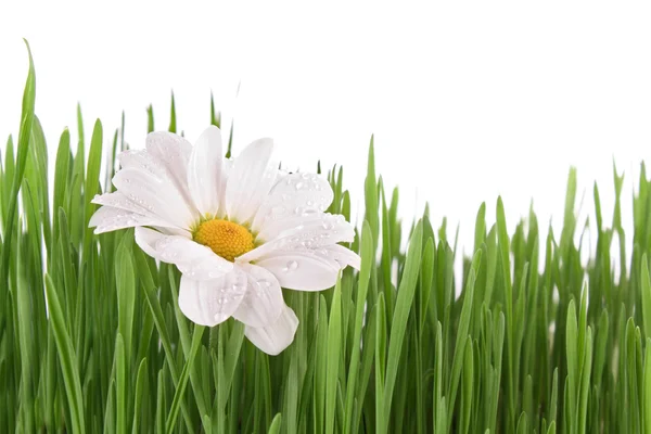 stock image White camomile in the grass