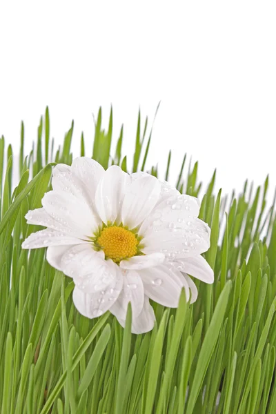 stock image White camomile in the grass