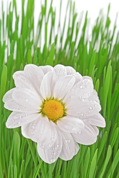 stock image White camomile in the grass