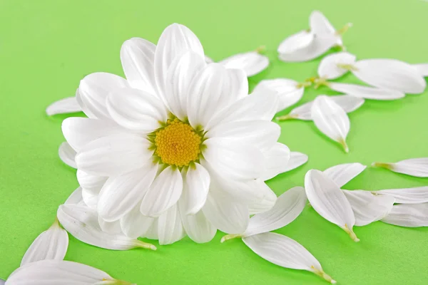White camomile on green background — Stock Photo, Image