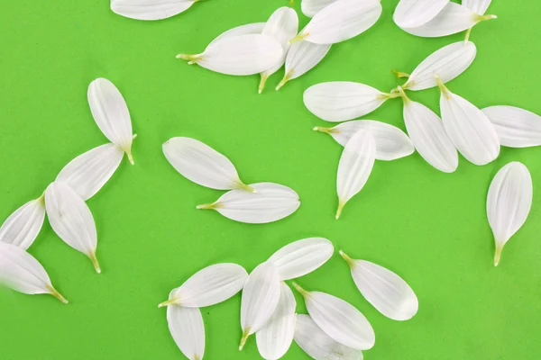 白いカミツレの花びらの背景 — ストック写真