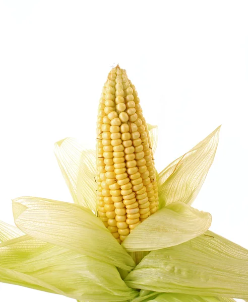 Кукурудза з лушпинками ізольовані на білому тлі — стокове фото