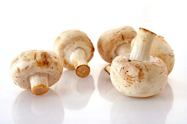 Hrst syrové houby izolované na bílém pozadí — Stock fotografie