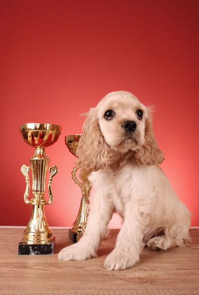 Filhote de cachorro cocker spaniel e troféu em um fundo vermelho — Fotografia de Stock