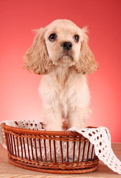 Puppy cocker spaniel on a white background — Stock Photo, Image