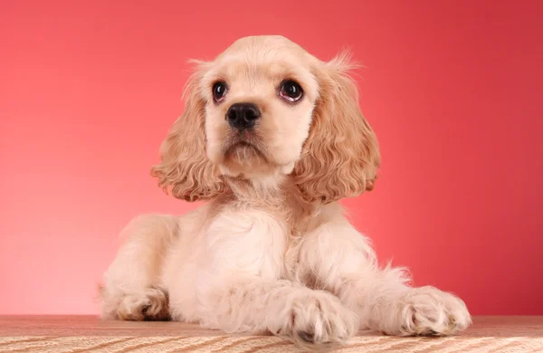 Puppy cocker spaniel on a red background — Stock Photo, Image