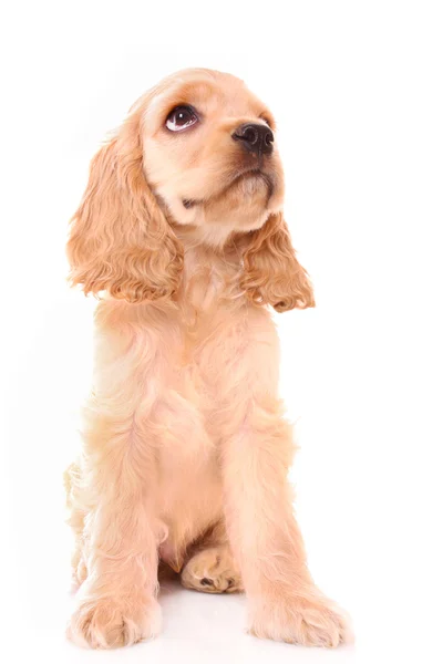 白い背景の上の子犬のコッカースパニエル — ストック写真