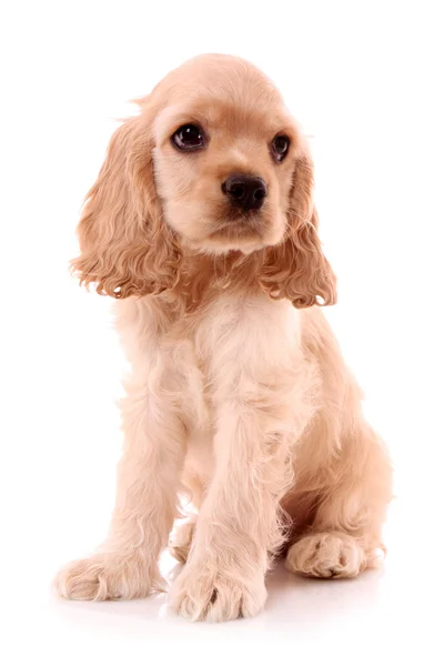 白い背景の上の子犬のコッカースパニエル — ストック写真