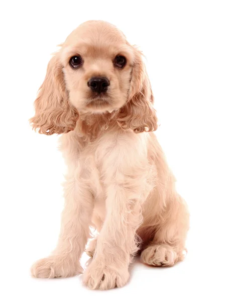 Koiranpentu cockerspanieli valkoisella taustalla — kuvapankkivalokuva