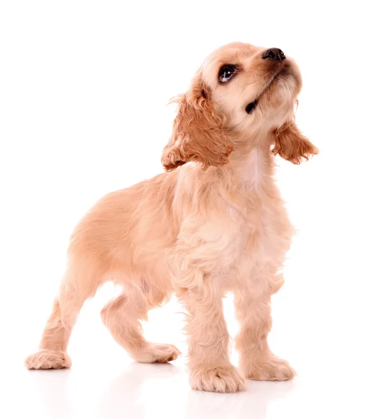 Beyaz zemin üzerinde köpek yavru horoz İspanyol — Stok fotoğraf