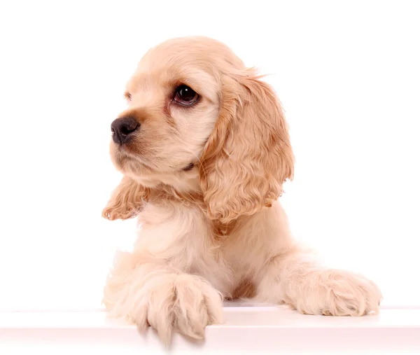Koiranpentu cockerspanieli valkoisella taustalla — kuvapankkivalokuva