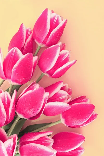 Kytice z tulipánů a jako zázemí pro pohlednice — Stock fotografie