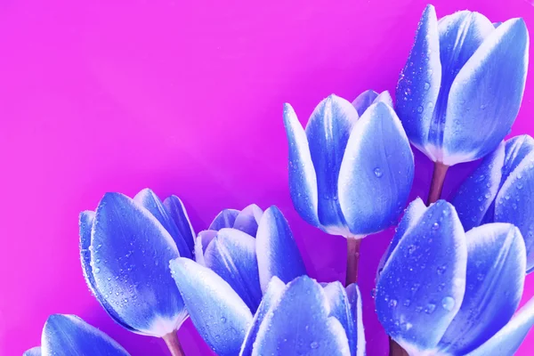 Bukiet tulipanów i jako tło dla kartka pocztowa — Zdjęcie stockowe