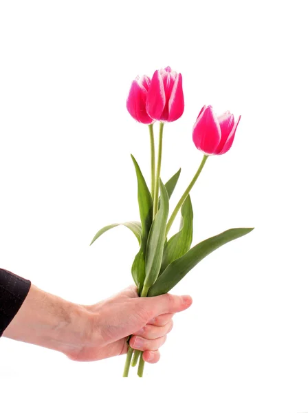 Mão segurando flores isoladas em branco — Fotografia de Stock