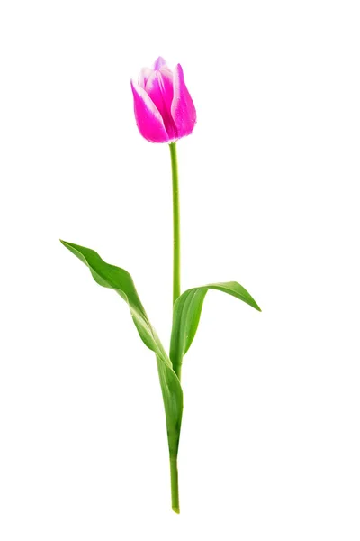 Tulipa rosa isolado no fundo branco — Fotografia de Stock