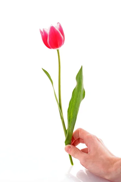 Pink tulip isolated on white background — Stock Photo, Image
