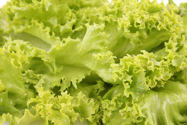 Salade de laitue verte isolée comme fond — Photo