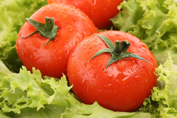 Røde tomatgrønnsaker på grønn salatbakgrunn – stockfoto