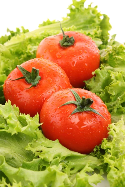Červená rajčata zelenina na pozadí zelený salát — Stock fotografie