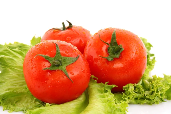 Красные овощи помидор на зеленом фоне салата — стоковое фото