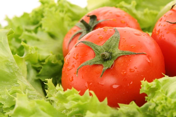 Червоні помідори на фоні зеленого салату — стокове фото