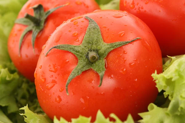 Røde tomatgrønnsaker på grønn salatbakgrunn – stockfoto