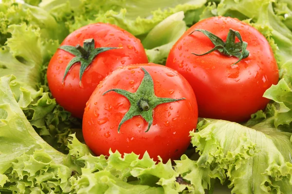 Червоні помідори на фоні зеленого салату — стокове фото