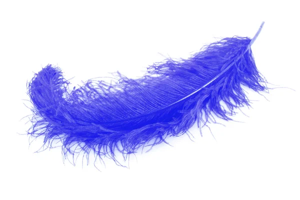 Grande plume bleue sur fond blanc — Photo