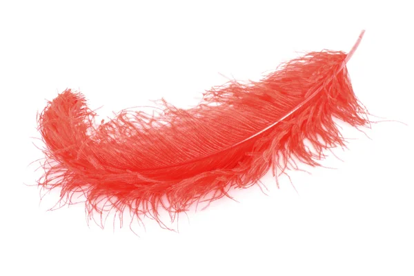 白い背景の上の大きな赤い羽根 — ストック写真