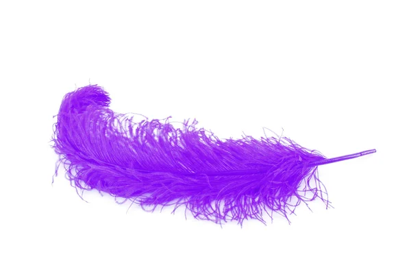 stock image Big blue feather on white background