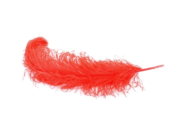 stock image Big red feather on white background