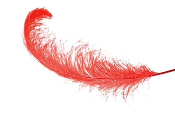 在白色背景上的大红色羽毛 — 图库照片