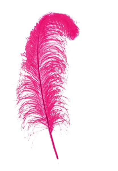 Big pink feather on white background — Stock Photo, Image
