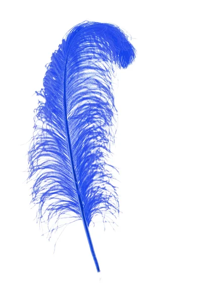 在白色背景上的大蓝羽毛 — 图库照片