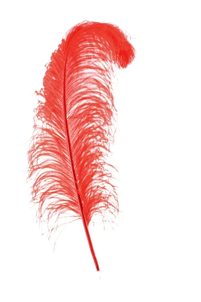 Big red feather on white background — Stock Photo, Image