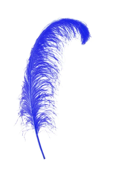 Große blaue Feder auf weißem Hintergrund — Stockfoto