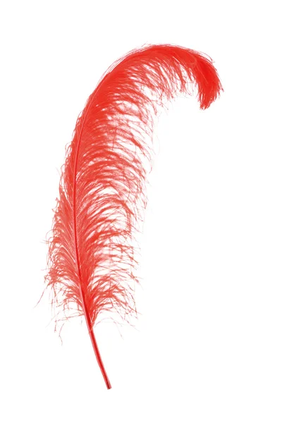 Pluma roja grande sobre fondo blanco — Foto de Stock