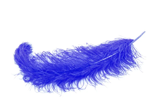 Nagy kék toll, fehér háttér — Stock Fotó