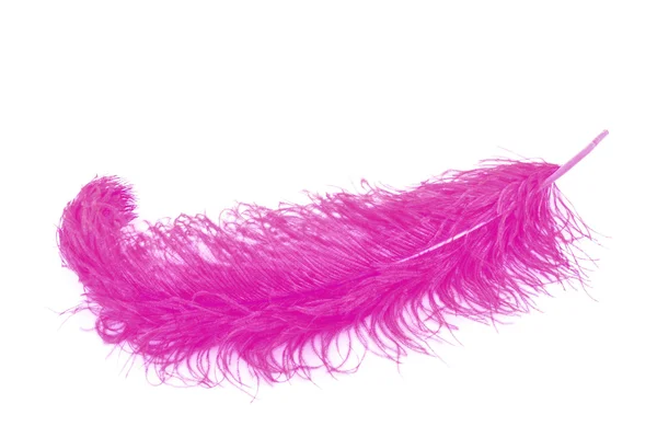 stock image Big pink feather on white background