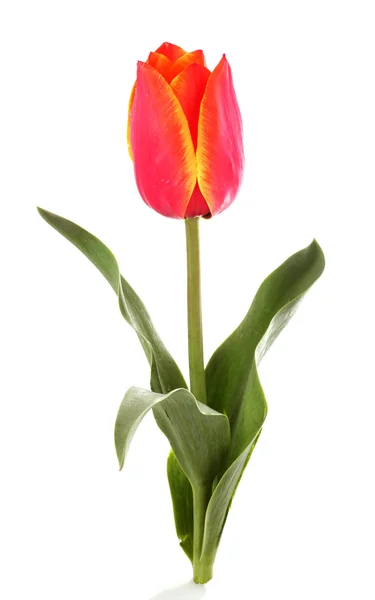 Tulipano fiore isolato su sfondo bianco — Foto Stock