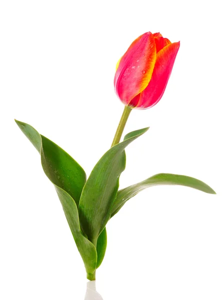 stock image Tulip flower isolated on white background