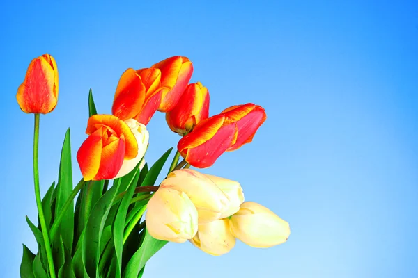 Tulipanes rojos sobre fondo azul — Foto de Stock