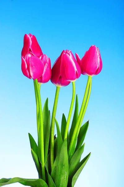 Red tulips on blue background — Stok fotoğraf