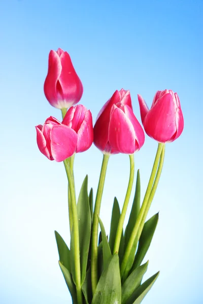 Červené tulipány na modrém pozadí — Stock fotografie